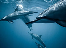 开云体育下载：让你畅享极致运动体验